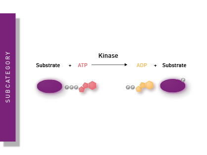 ヘレン Innova – Tagged 